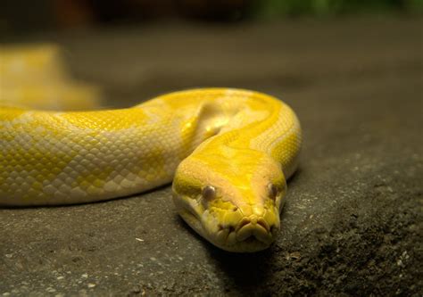 Yellow Burmese Python Flickr Photo Sharing