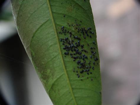 If you see tiny white bugs in your house, they could be any number of pests. Bayou Lady: Time to "Pickle" the Citrus Trees!
