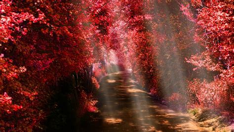 Landscape Nature Sun Rays Path Fall Red Leaves Shrubs Trees Mist Sunlight Dirt Road