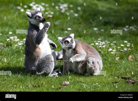 Lemur Sitting In The Sun Strepsirrhine Primates Endemic Stock Photo Alamy