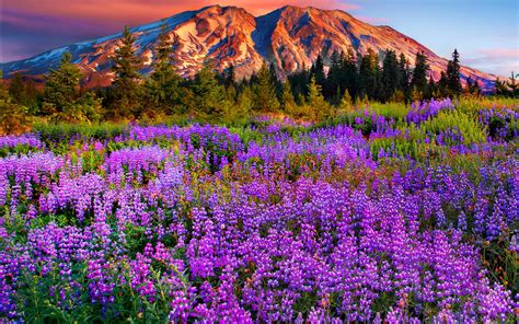 Landscape Purple Mountain Meadow With Flowers Pine Trees Mountains