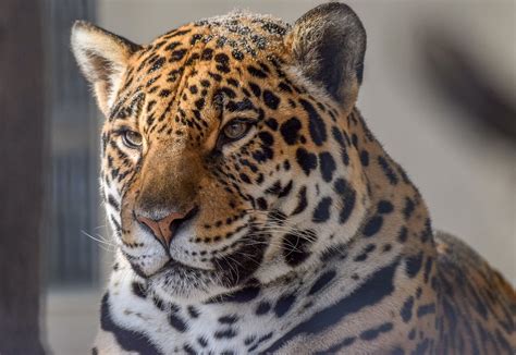 Jaguar Wild Cat Carnivore Wallpapers Hd Desktop And Mobile Backgrounds