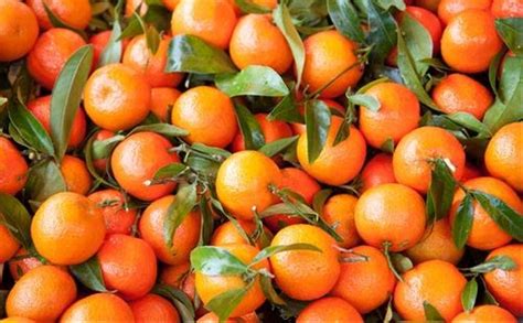 Buah jambu batu ini mempunyai biji yang kecil dengan warna orange keputihan. Jual Bibit Benih Seeds Buah Jeruk Mandarin Ponkam Manis ...