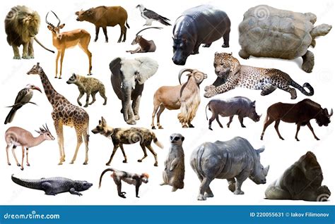 African Mammals Royalty Free Stock Photo 49165617
