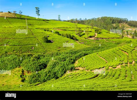 Nuwara Eliya Tea Plantation In Sri Lanka Nuwara Eliya Is The Most