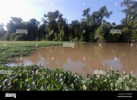 Kinabatangan River Tributary Hi Res Stock Photography And Images Alamy