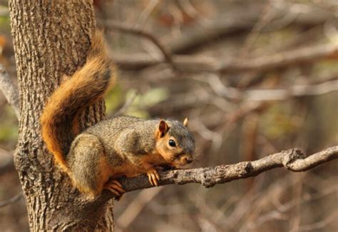 7 Types Of Squirrels Everyone With A Backyard Should Know Bob Vila