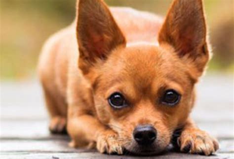 Chihuahua Dog Breeds Breed Information Mad Paws Blog
