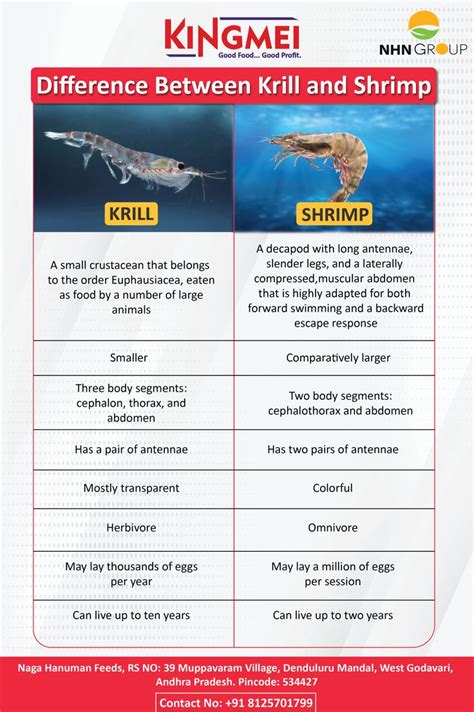 Difference Between Krill And Shrimp Krill Thorax Segmentation