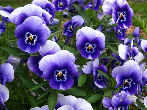 Pansy Pansies Blue Flower Garden Blooming Violets Viola Nature