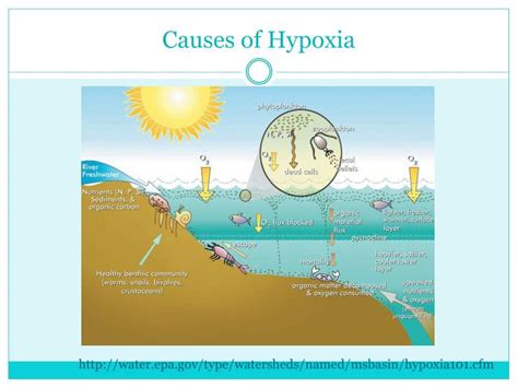 Ppt Hypoxia Or Dead Zones In Aquatic Systems Powerpoint