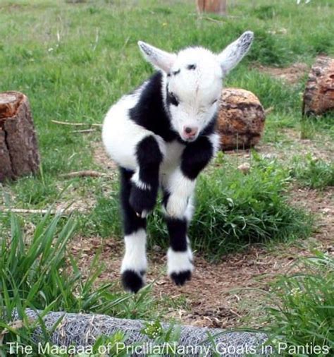 Jumping Timmy Happy Goat Goats Cute Animal Pictures Baby Goats