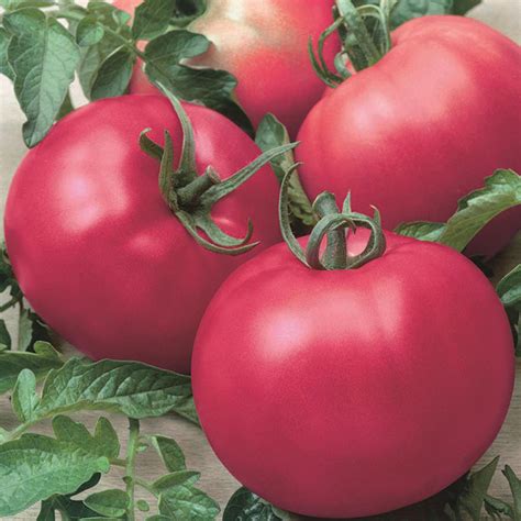 Chefs Choice Pink Hybrid Tomato Hybrid Horticultural Products And Services
