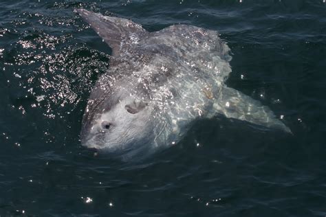 The Creature Feature 10 Fun Facts About The Ocean Sunfish — Mary Bates