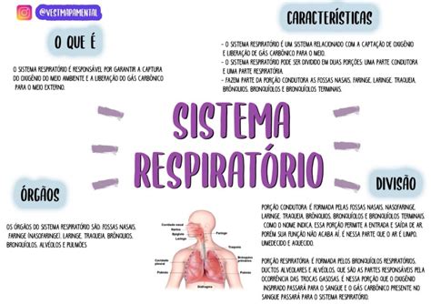 Mapas Mentais Biologia Sistema Respiratorio Respiratorio Fisiologia