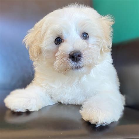 Our maltipoo application and process matches you to the perfect maltipoo puppies. MALTIPOO | MALE | ID:5516-CCS - Central Park Puppies
