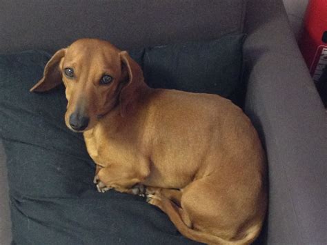 Special faults are too fine or thin hair, leathery ears, bald patches, too coarse or too thick hair in general. Very loving Short hair tan miniature Dachshund ...