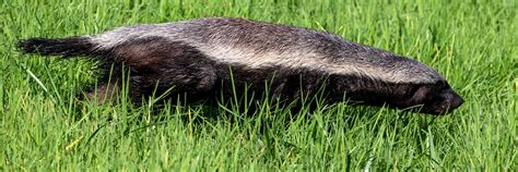 Honey Badger Ratel San Diego Zoo Kids