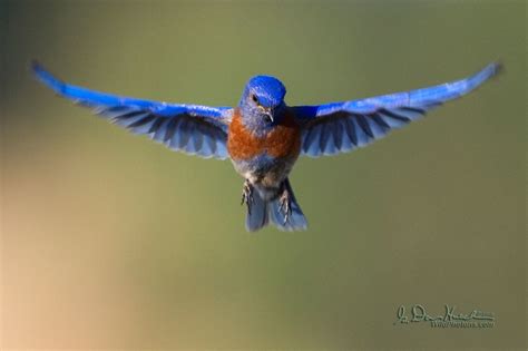 Spread Your Wings And Fly A Male Western Bluebird Sialia Flickr
