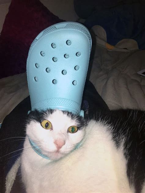 Who Knew A Croc On The Heads Of Your Dogs And Cats Make Them Look Just