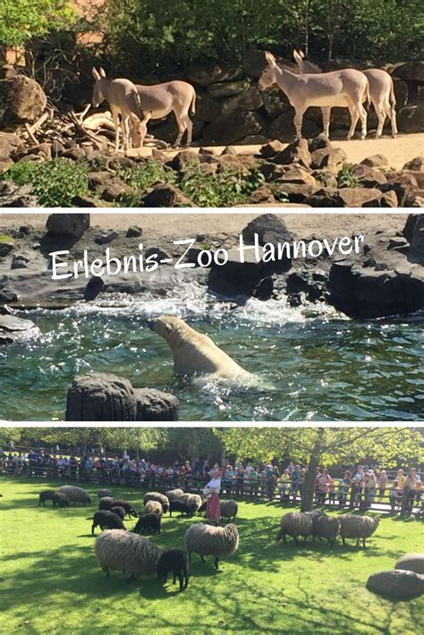 You can travel by bus from berlin zoologischer garten to hannover with flixbus. Zoo Hannover: Weltreise in Niedersachsen auf 22 Hektar ...