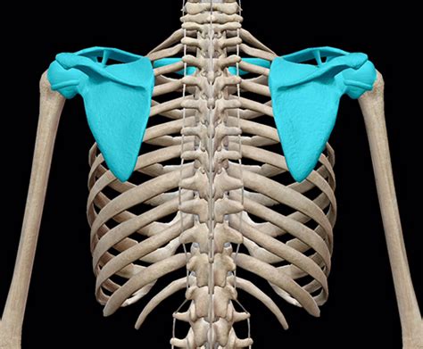 3d Skeletal System The Shoulder Girdle