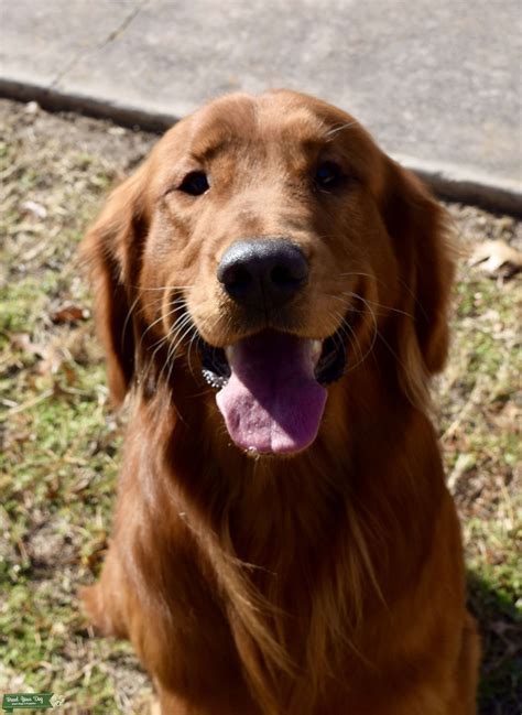 White of eye or haw. Stud Dog - Dark Red Golden Retriever Stud Service - Breed ...