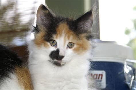 Norwegian Forest Kittens For Sale Adoption From Nyora