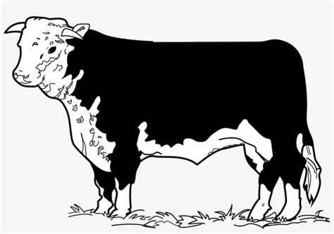 Download Beef Clipart Cow Drawing Beef Cow Clip Art HD Transparent PNG NicePNG Com