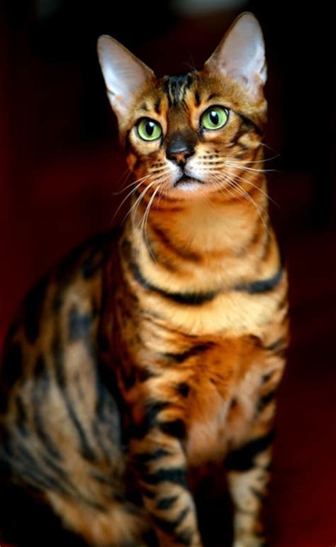 This list of largest cats shows the 10 largest extant felidae species, ordered by maximum reported weight and size of wild individuals on record. Average Size and Weight of Bengal Cat - Annie Many