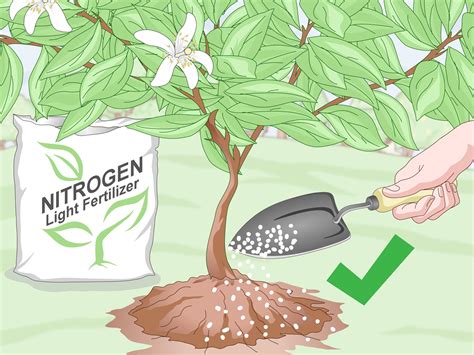 Tender fruit trees, like citrus and tropical trees, can be planted in pots and brought indoors for winter protection. 3 Ways to Prepare Soil for Fruit Trees - wikiHow