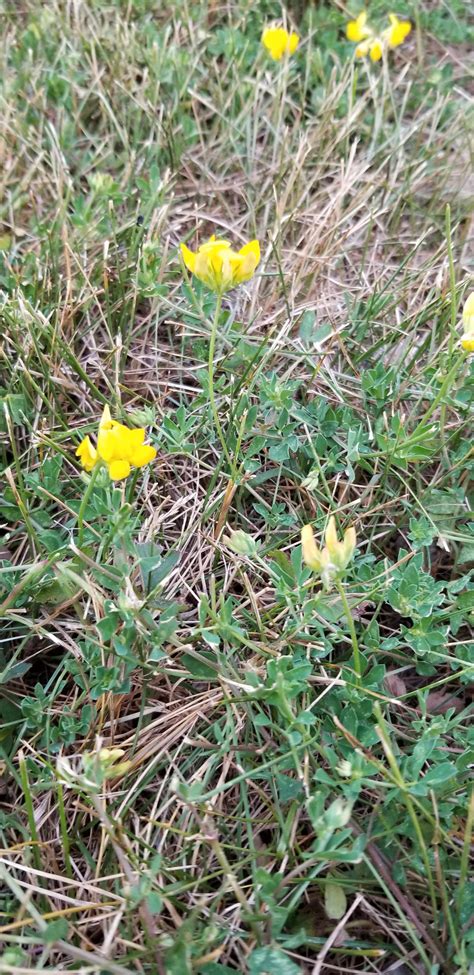 Maybe you would like to learn more about one of these? Yellow flowering weed in Toronto, Ontario : whatsthisplant