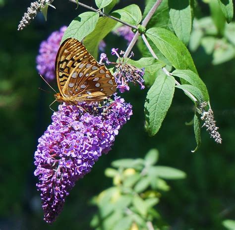 How To Transplant A Butterfly Bush Gardener Corner