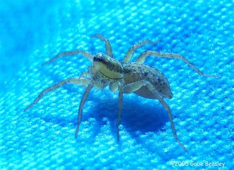 Most spider food is made up of insects, but there are some larger exotic types common house spiders include yellow sac, black house spider, brown house, domestic, hobo, common cellar spider, common house spider. Mostly Macros: THE WOLF SPIDER BLUES