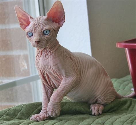 I have had hairy cats for 10 yrs + and i began researching the. 40 Amazing Hairless Sphynx Cat Pictures - Tail and Fur