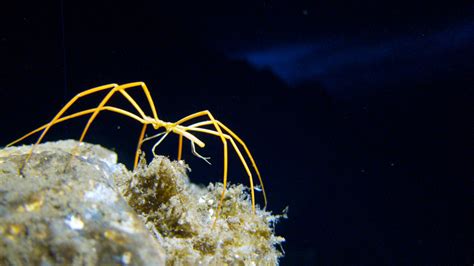 Breathe Deep How The Antarctic Sea Spider Gets Oxygen The New York Times