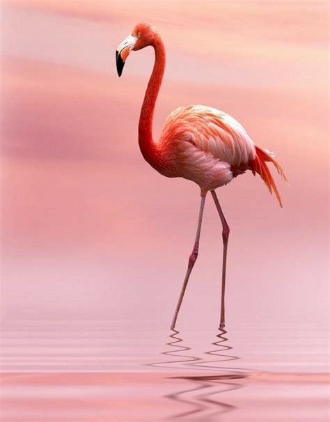 So Very Beautiful Flamingo Pictures Flamingo Flamingo Bird
