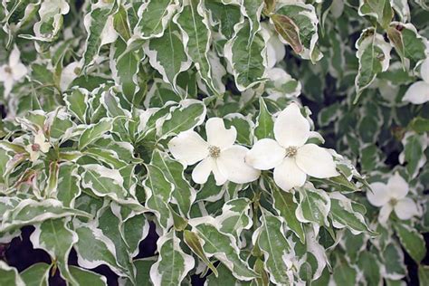 Dogwoods on poorly drained sites have. Trees & Shrubs | Friends of The Frelinghuysen Arboretum