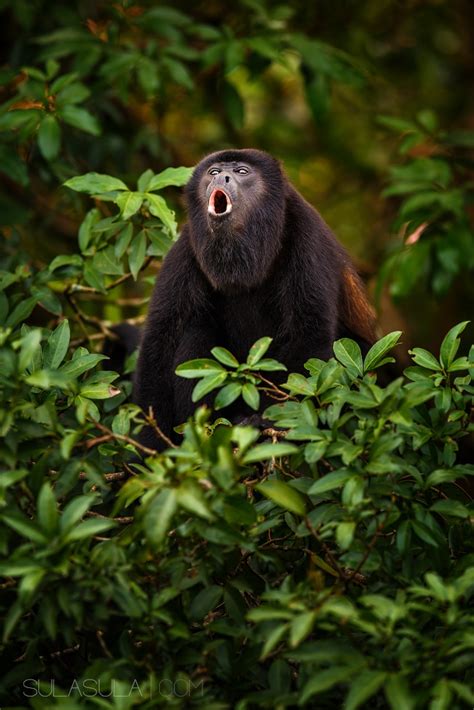 Howler Monkey Costa Rica Juzaphoto