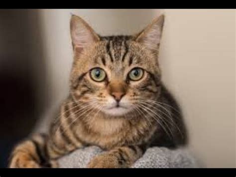 good cat - YouTube