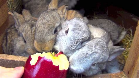Cute Flemish Giant Rabbits Eating Apple Amazing Baby Bunnies Youtube