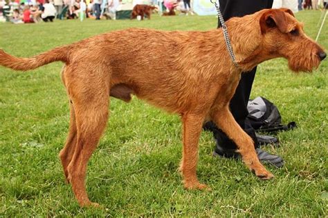 Irish Terrier Couldnt Link To The Main Page With The Long List Of