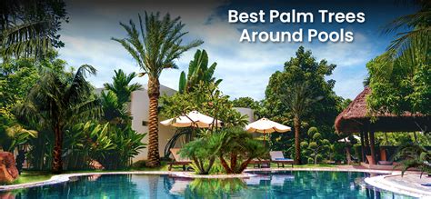 Best Palm Trees For Planting Around Pools Embracegardening