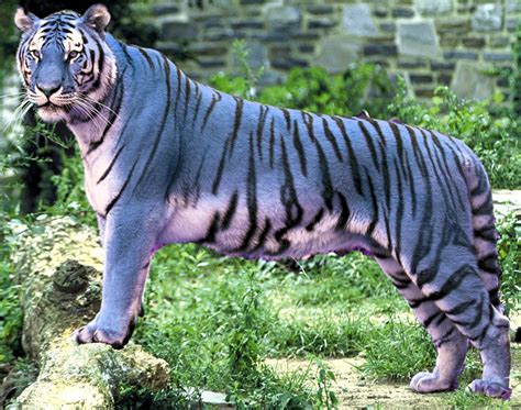 Image Gallery Melanism Tiger