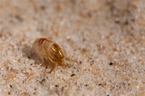 How To Avoid Sand Flea Bites