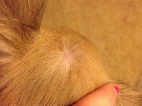 Chihuahua Skin Bumps Petsidi