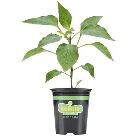 Yesterday july 14th i was cleaning up a backyard with some weeds and abandoned plants. Bonnie 19.3-oz Potted Peppers Hot Banana Plant at Lowes.com