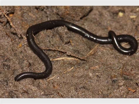 Long Skinny Black Worm In House Captions Trend
