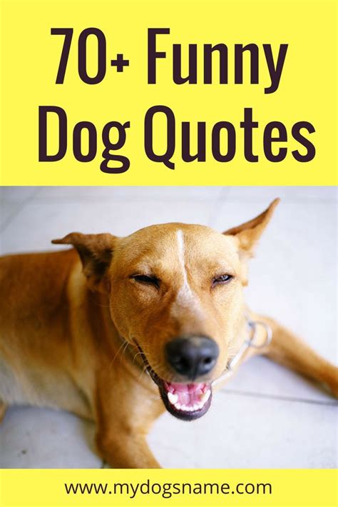 70 Funny Dog Quotes And Sayings My Dogs Name Dog Quotes Funny