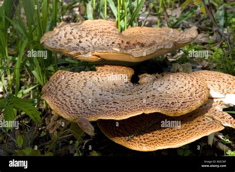 Dryad S Saddle Wild Fungi Growing On The Forest Floor In Eaton County